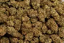 Cakeberry Brulee (CBD) 