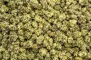 Candyland Indoor Smalls