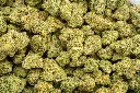 Future Haze Indoor