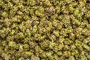 Ghost Train Haze Smalls