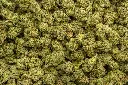 Girl Scout Cookies