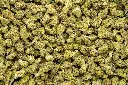 GMO Cookies Smalls