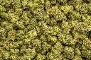 Green Crack