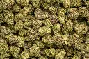 Gummiez Indoor
