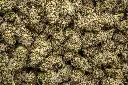 Hood Candy Indoor