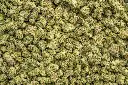 LA Pop Rocks Indoor Smalls