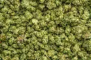 Lemon Cherry Gelato Indoor Smalls