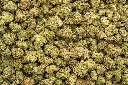 Oreoz Indoor Smalls
